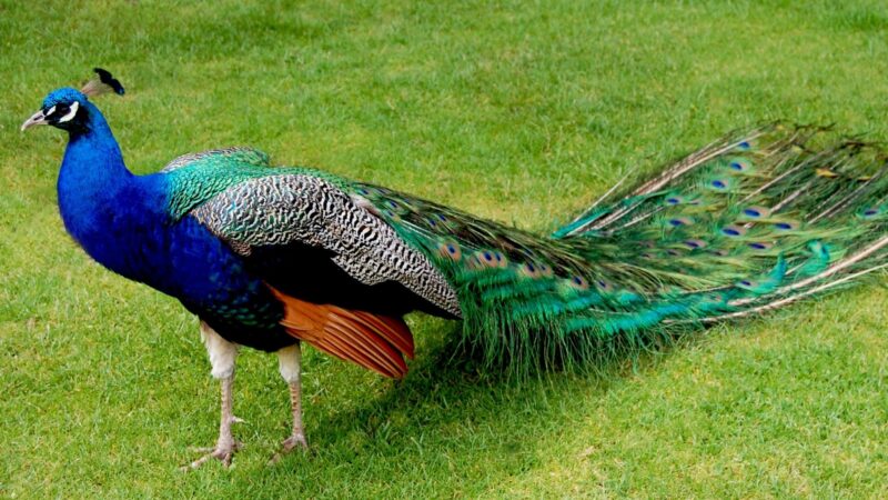 What Do Peacock Feathers Represent