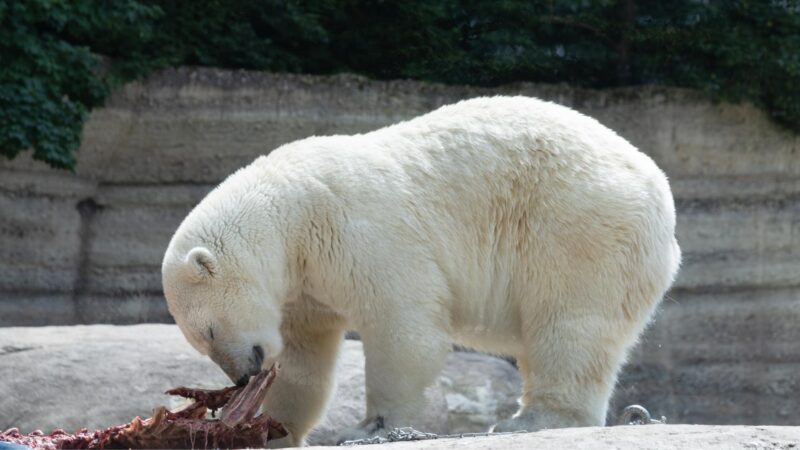What Do Polar Bears Eat