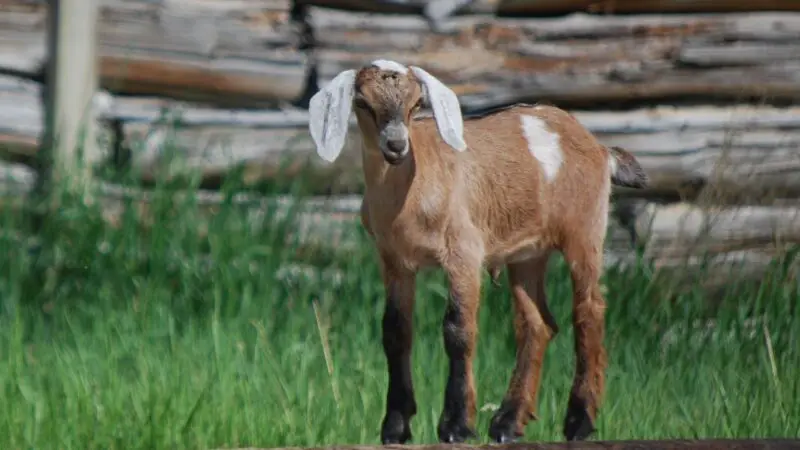 What Do You Do When a Baby Goat Was Born