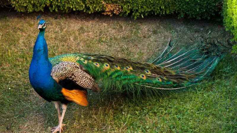 What Does The Peacock Mean in Christianity