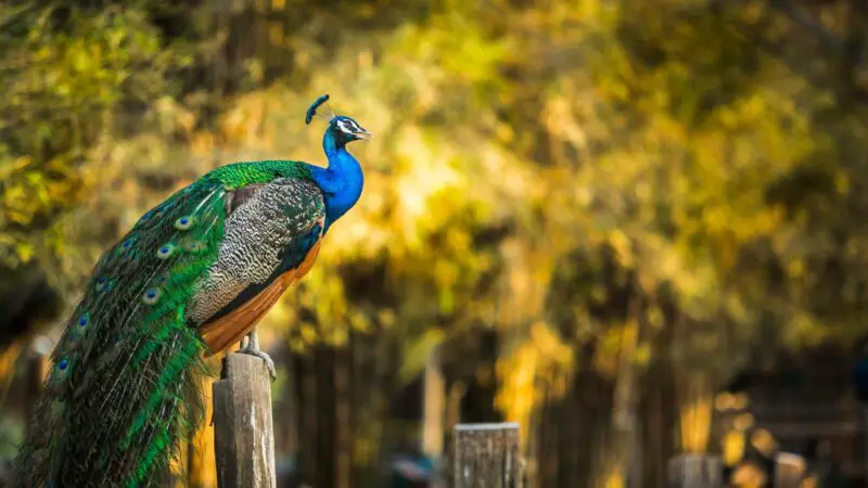 What is the Feather Peacock Called