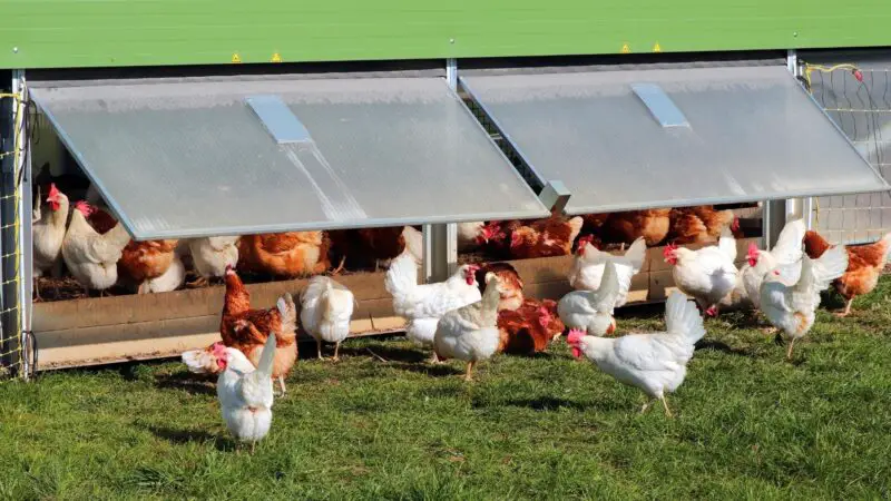 What to Consider in Starting Chicken Farming