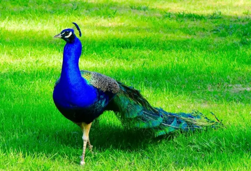 What’s the Difference Between Male and Female Peacocks