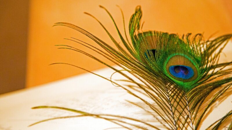 Where Should We Keep Peacock Feather As For Vastu