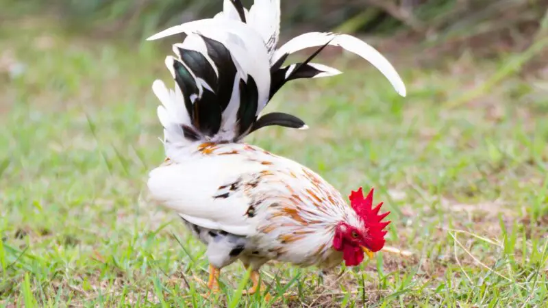 White Ameraucana Chicken