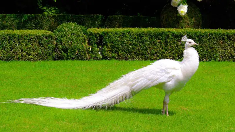 White Peacock Symbolism