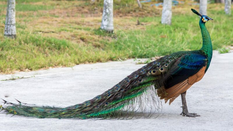 Why Are Male Peacocks Prettier