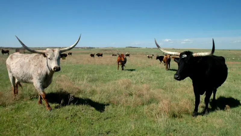 Why Do Cows Have Horns