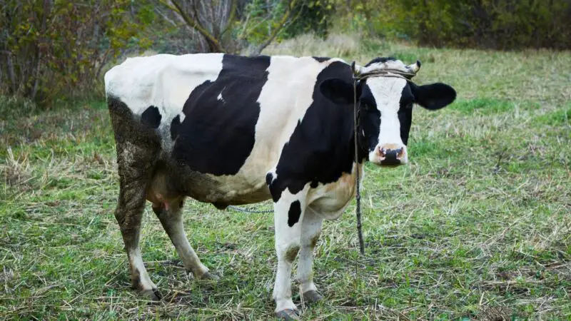 Why Do Dairy Cows Get Dehorned