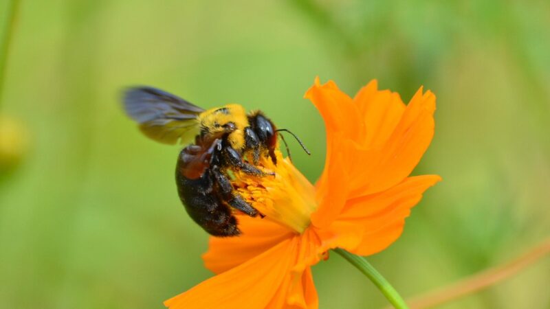 Carpenter Bees