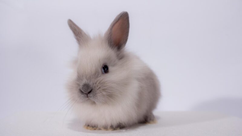 How Long Do Dwarf Rabbits Live