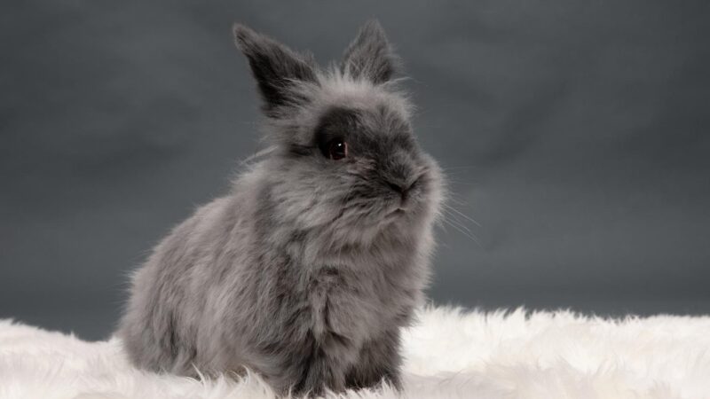 How Long Do Lionhead Rabbits Live