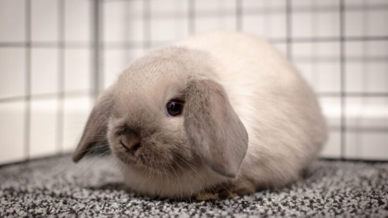 How Long Do Lop Rabbits Live