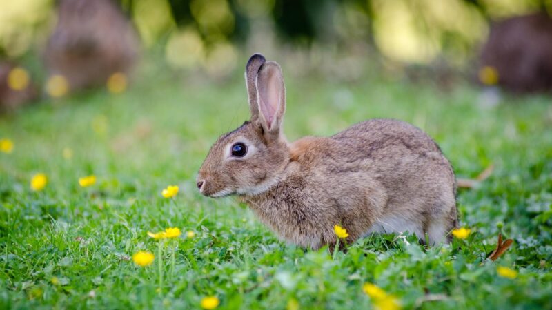How Long Do Rabbits Live In the Wild