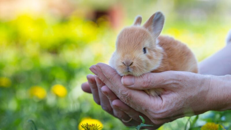 How Long Do Rabbits Live as Pets