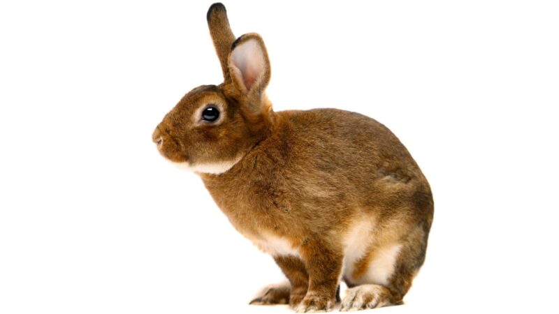 How Long Do Rex Rabbits Live