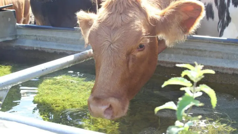 How Many Water Troughs Does a Cow Need