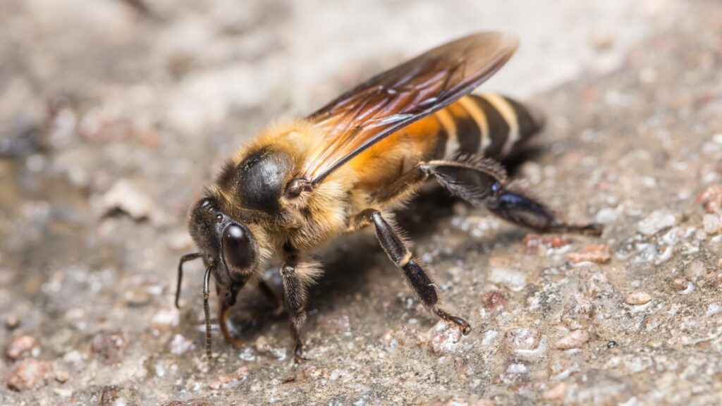 What Are Ground Bees
