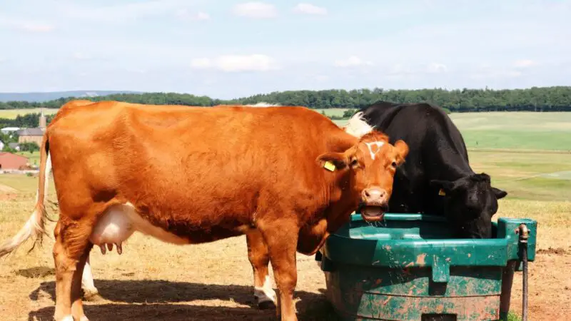 What Do Cow Troughs Look Like