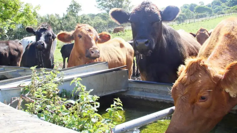 What Height Should a Cattle Trough Be