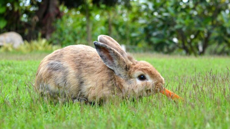 What Role Does Diet Play in Rabbit Longevity