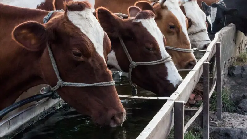 What to Consider When Buying Cow Troughs