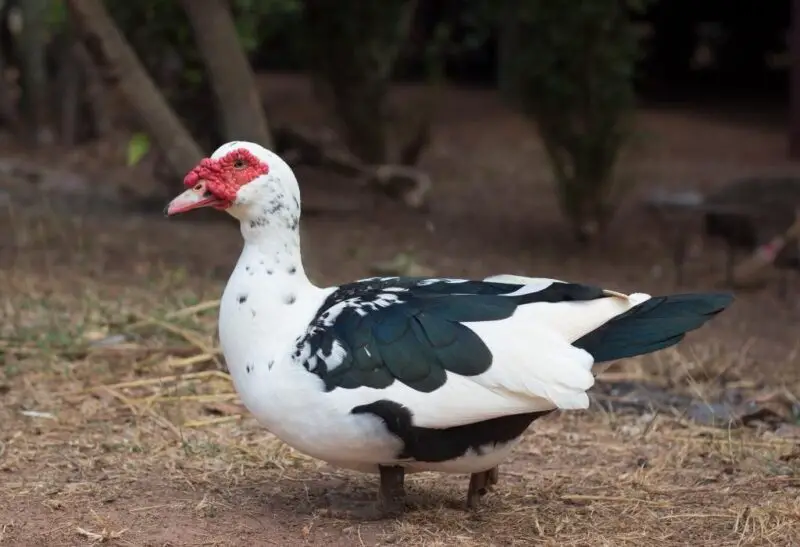Beautiful Black and White Duck Breeds