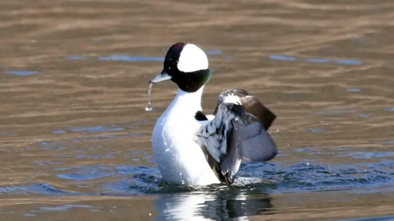 Bufflehead Duck