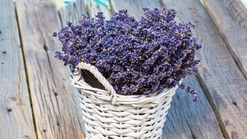 Can Chickens Benefit from Lavender Too