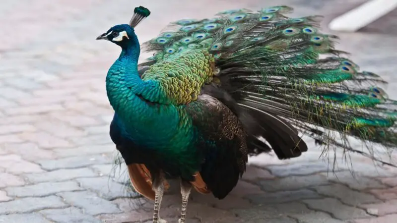 Can You Buy Peacocks as Pets