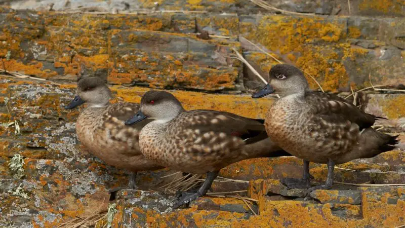 Crested Duck