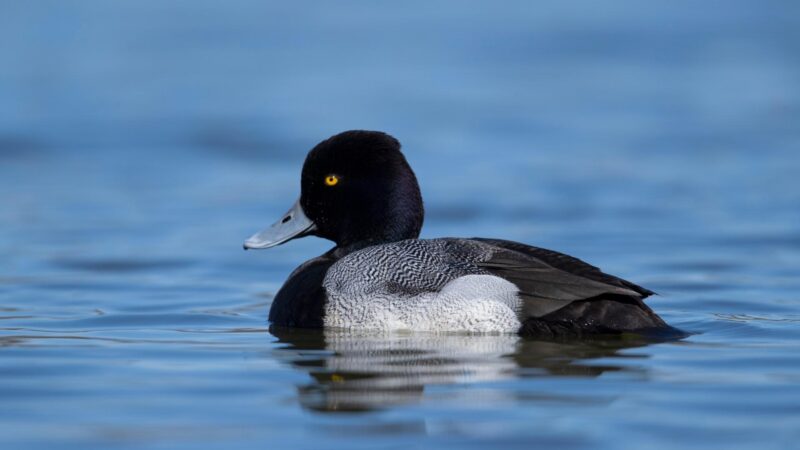 Greater Scaup