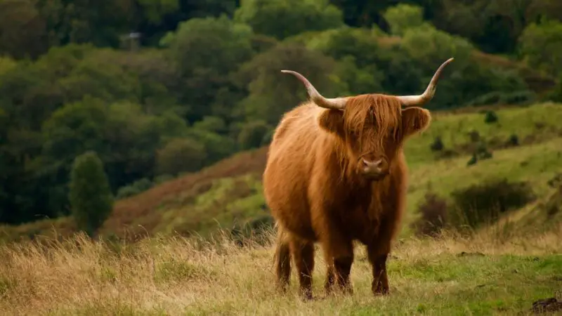 Highland Cows