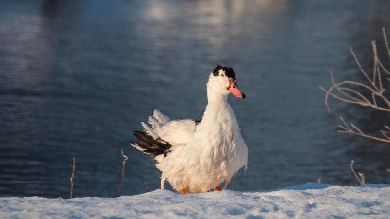 Magpie Duck