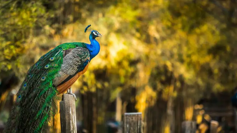 Reasons Peacocks Make Good Pets