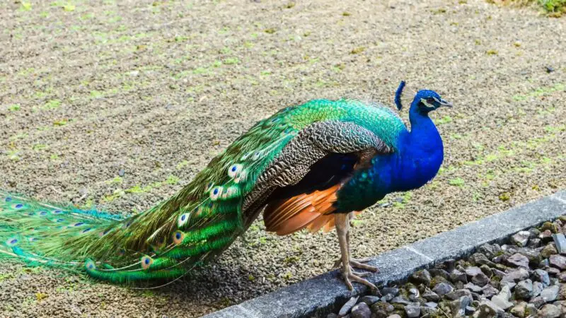 Reasons Why Peacocks Do Not Make Good Pets