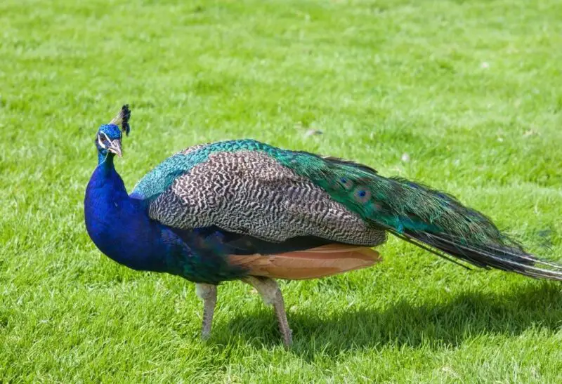 Reasons Why Peacocks Make Good Pets + Reasons Why They Don’t