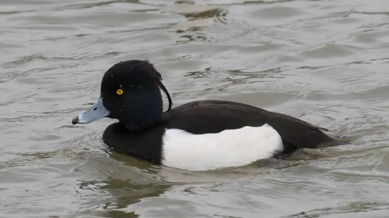 Tufted Duck