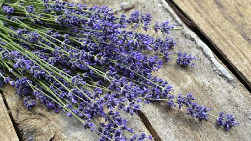 What Are the Health Benefits of Lavender