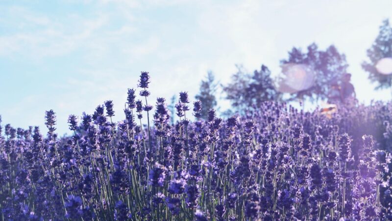 Where Is Lavender Mostly Grown