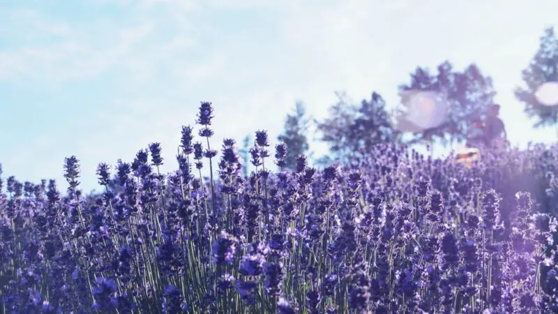 Where Is Lavender Mostly Grown