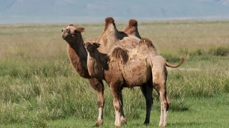 Bactrian Camel