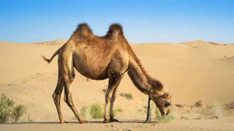 Camel Prices in Different Countries