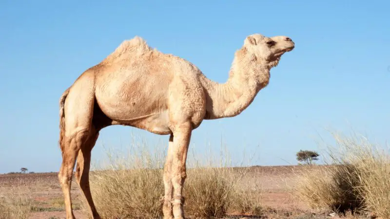 Dromedary Camel