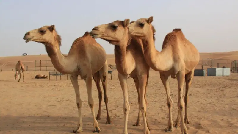 How Much Is a Camel Worth in Pounds