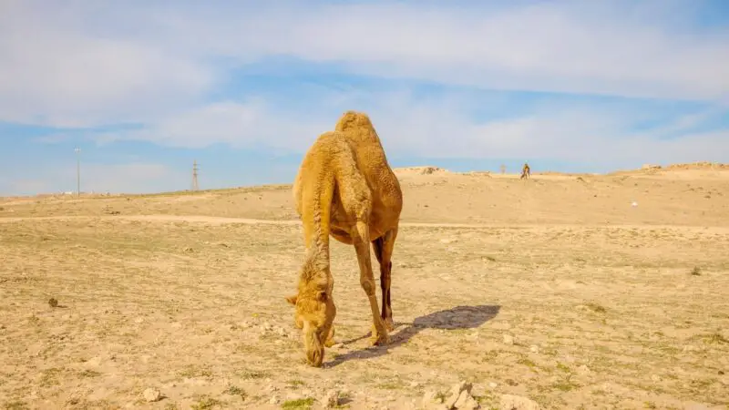 How Much Is the Most Expensive Camel