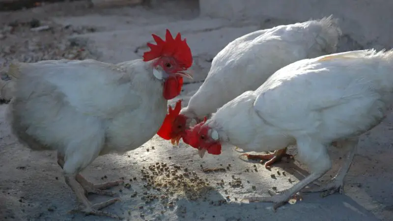 How Much to Feed Chickens per Day