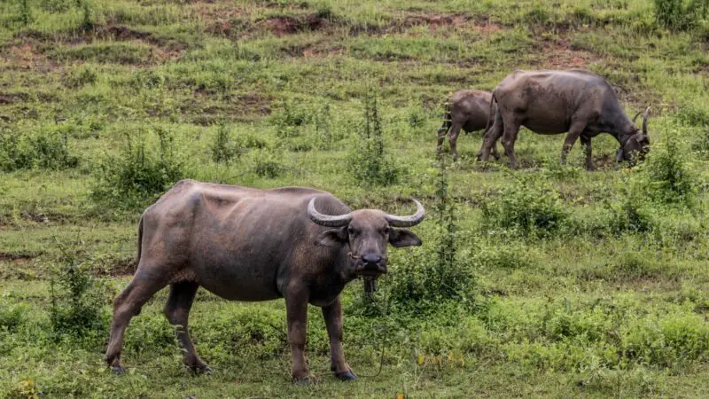 How Profitable Is Buffalo Farming