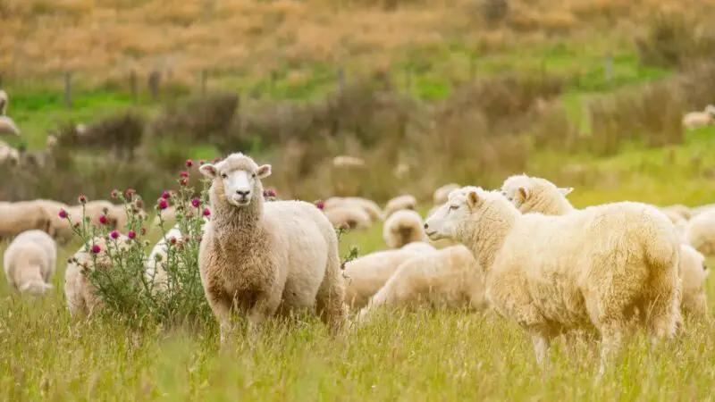 What Factors Drive the Price of a Sheep