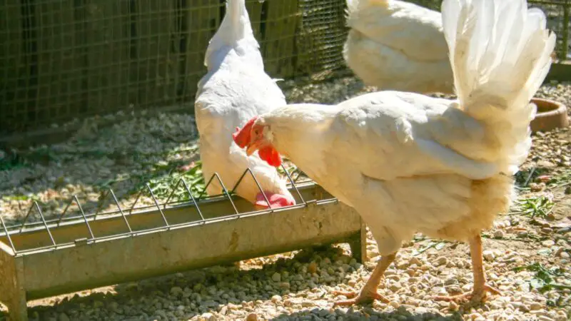 Will Chickens Stop Eating When They Are Full